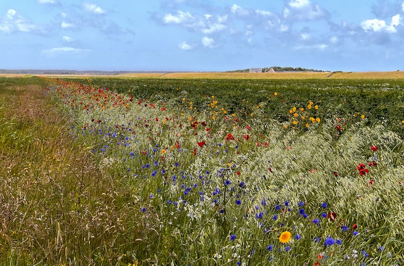 2025-06 - Texel Flower Scape - 2025-06-23 15.28.52.nice.editted.1
